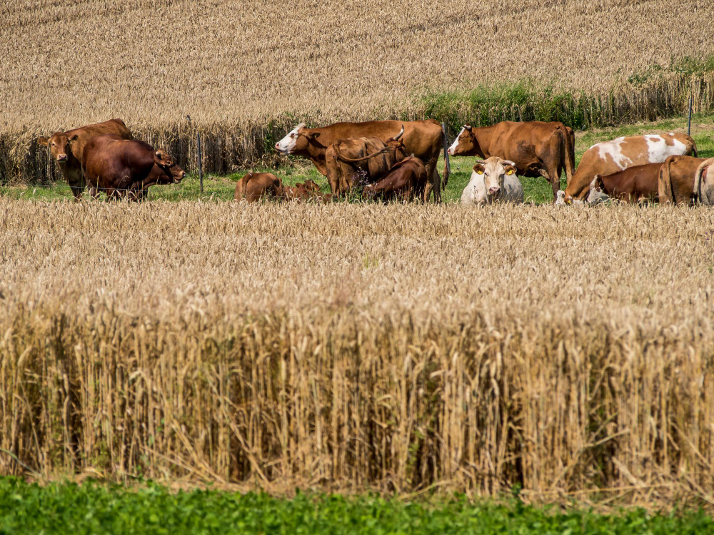 Agricultor en campo con cultivos de conservación